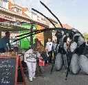 CIRQ MOUSTIQUE